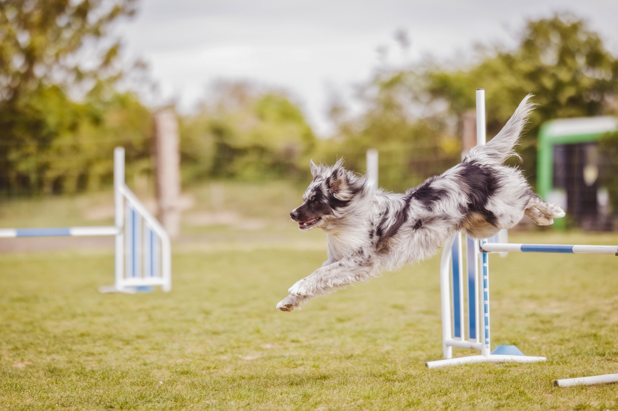 agility trening so psom